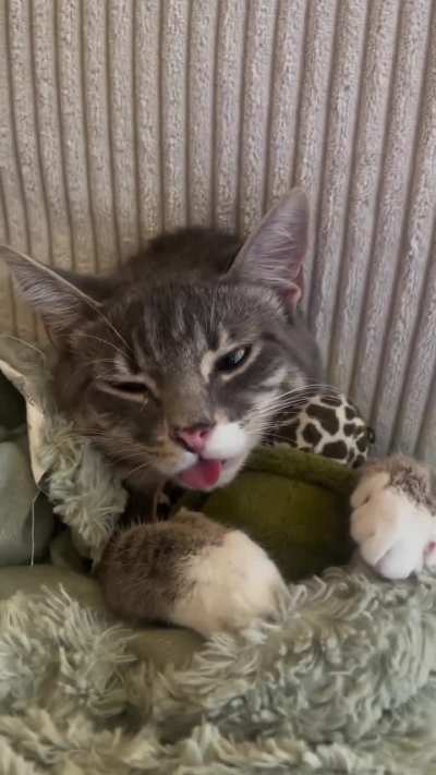 I wish cats were real