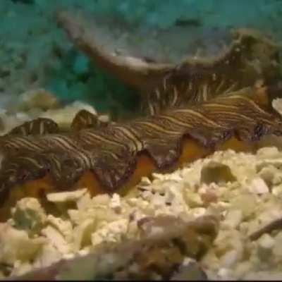 WEEK 106 OF FLATWORM FRIDAY!!!!!!!!