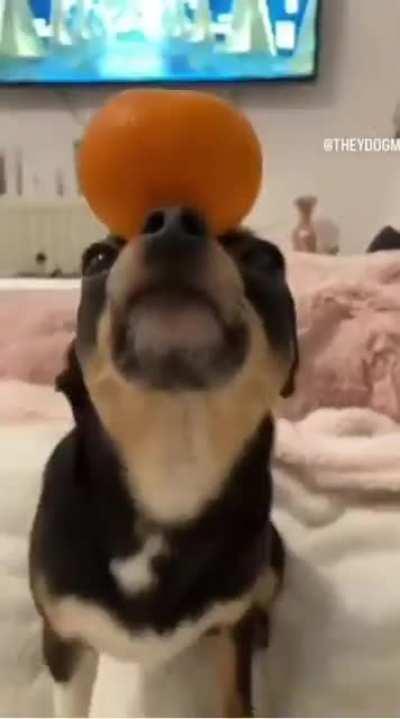 Wunk is very talented! Do not call his talent dumb! He is proud of it!