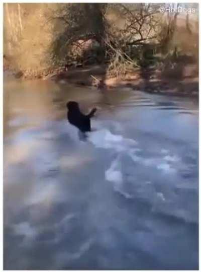 Doggos like to play fetch.