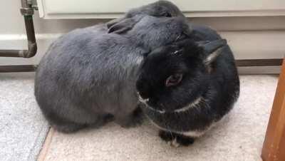 Sister cuddle time :)