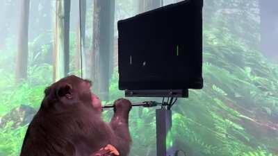 Pager, a nine year old Macaque, plays MindPong with his Neuralink during one of the routine tests at Neuralink.