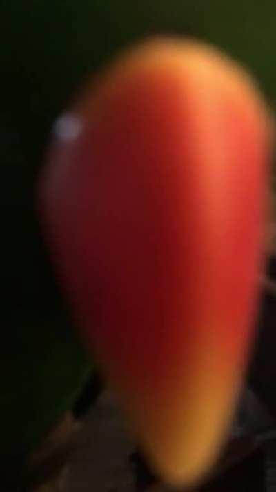 Who wants ice cream?