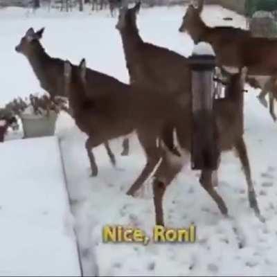Ron sneezes and scares deer