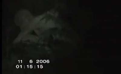 cursed_man in the forest