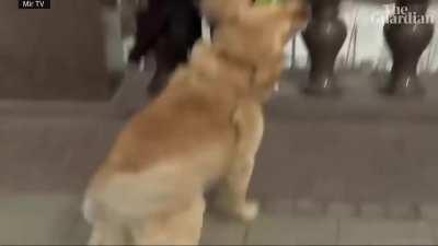 This dog has some breaking news to share…