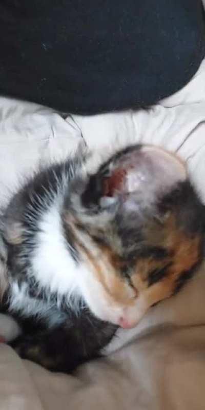 6 week old hemlock trying not to fall asleep