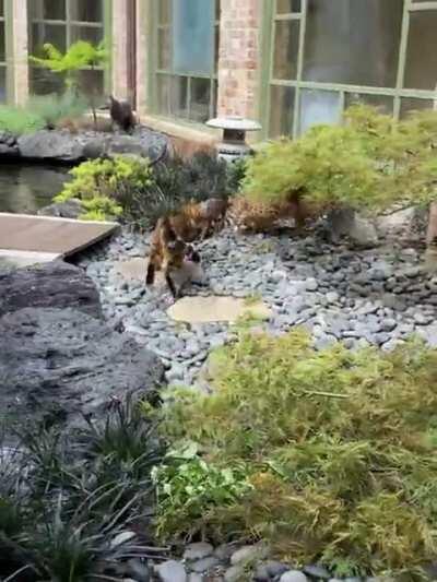 Merlin Too young for Competitive Tag!!! [OC]