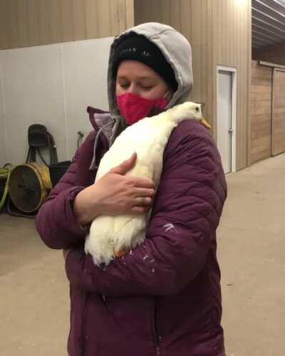 Lily, the duck, gave her caretaker snuggles for her birthday gift at Spring Farm Sanctuary