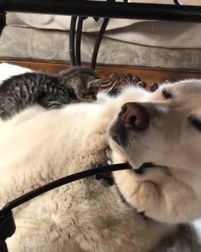 Lo pongo denuevo porque el cristian no lo vio upvote para que el cristian juege detroit become human o subnautica