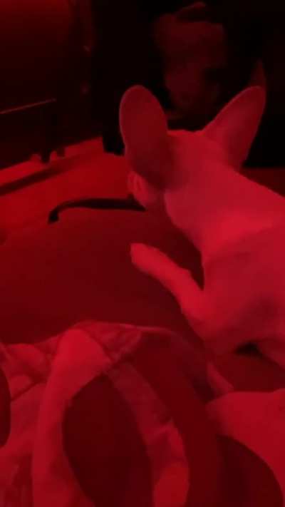 Not sure if this is exactly paranormal or if my dog is just sensitive