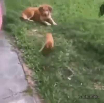 Hitman cat gets the job done