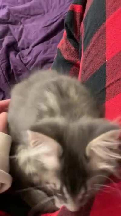 I think one of Harlock’s biscuit makers is off alignment. Seemed to recalibrate mid-cuddle!