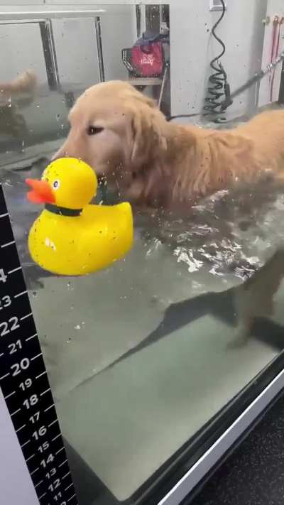 This is Henry, he brings his emotional support duck to his hydrotherapy session