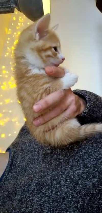 I used to carry Mikkel and his siblings in my hands a lot when they were younger so they got used to humans. Mikkel here still insists on laying in my hand, soon he'll be to big though.