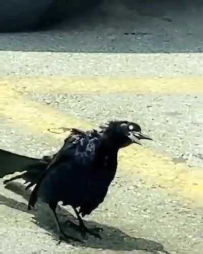 Cursed_Crow