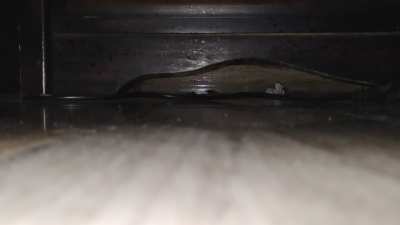 El diablo real captado en cámara (no apto para aracnofobicos)