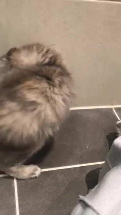 Lucy chasing her tail