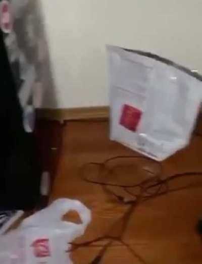 Your chances of getting murdered by a mouse are low but never zero