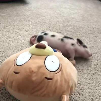 Piggy play time