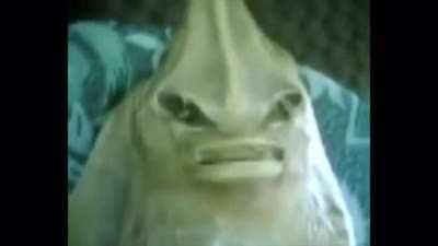 cursed_arabicfish