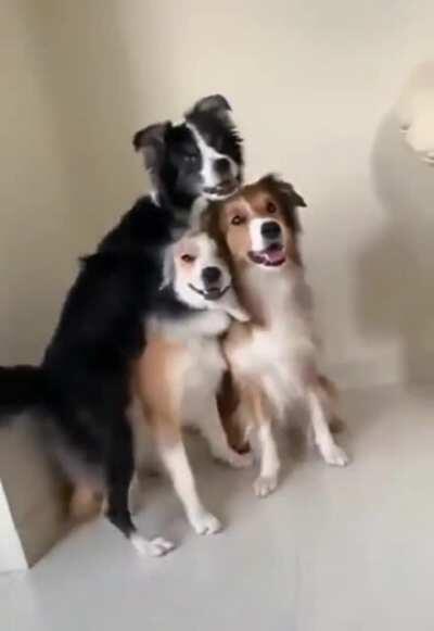 Dogs having a group photo.