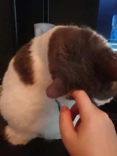 I think my cat wants something.