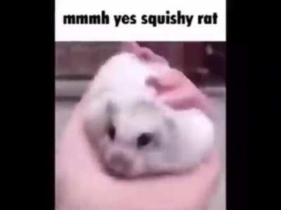 Hmmm yes squishy rat