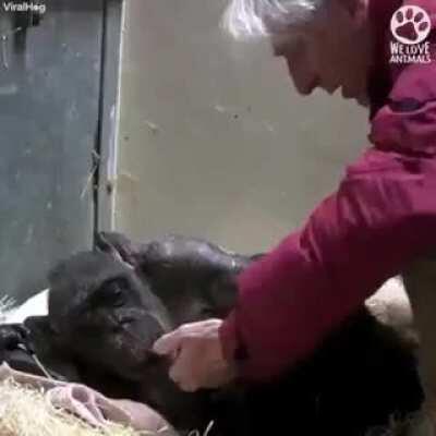 Chimpanzé reconhece um velho amigo