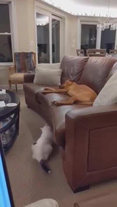 Who touched my paw?!