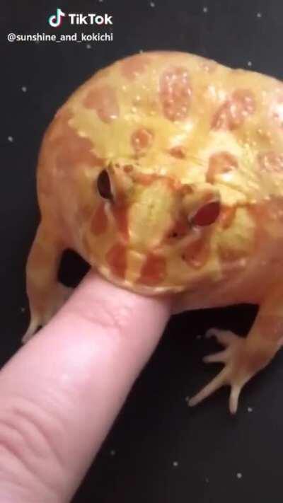 Featuring an angry frog