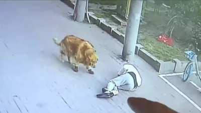 Cat Falls From Apartment Knocking Man Unconscious