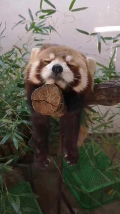Too sleepy to panda today