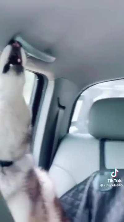 Cachorros que acabaram de lembrar que vivem no Brasil. Me representam bem.