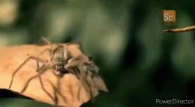 Me (an IG build) the second Kushala Daora hits the ground