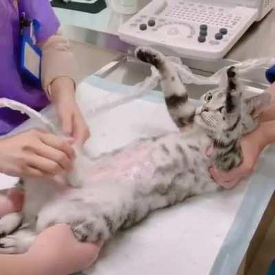 Pregnant cat enjoying her ultrasound