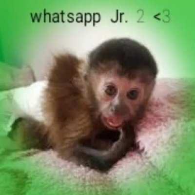 PIKENO ZAP 2 🥰😍😍😍