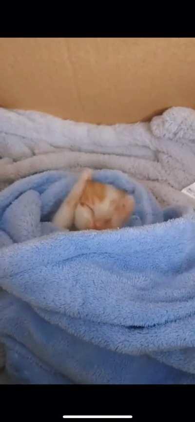 I think this little guy belongs here🥰