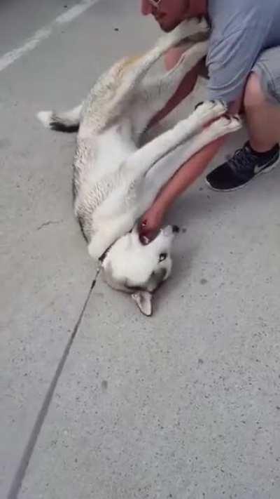 HUSKY THROWS TANTRUM - DOESN'T WANT TO LEAVE THE PARK