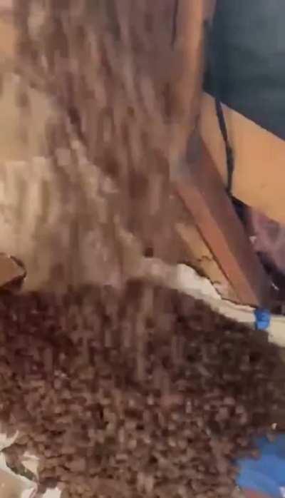 I think we got squirrels