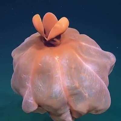 Octopus blowing up after feeling threatened.