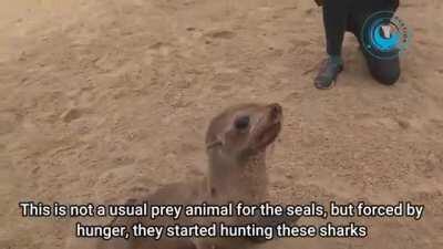 Poor seal has a shark stuck in its neck, seriously!