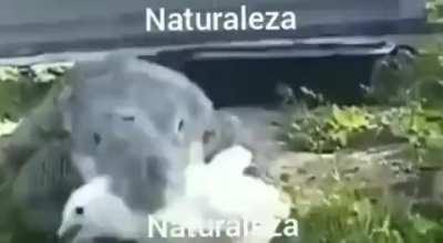 Naturaleza