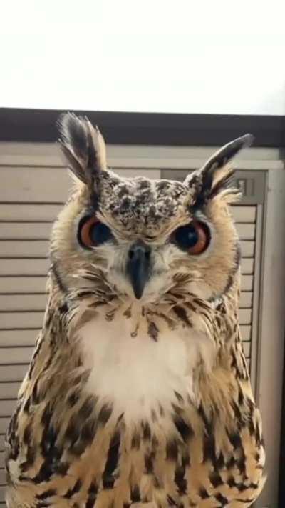 Best bird on the planet for me