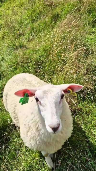 These super-cute and curious sheep followed me for a whole shoot!