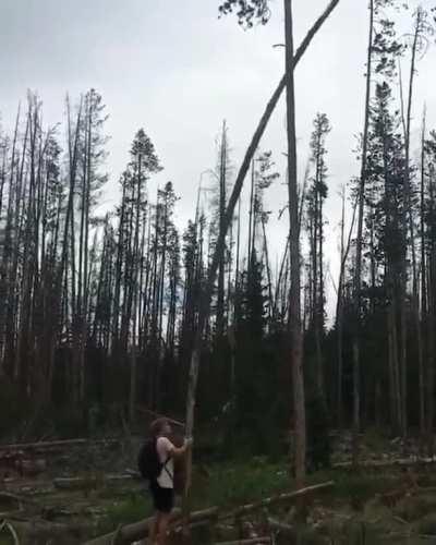 The dead tree won...