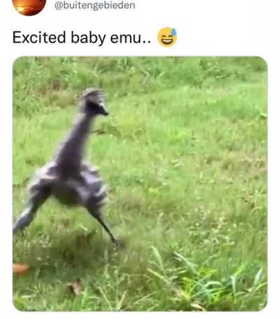 Jurassic Park Velociraptors but a slapstick comedy