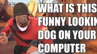Funny looking dog on your computer
