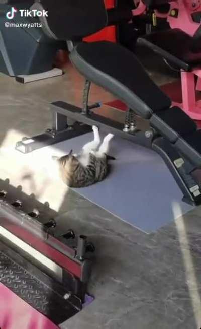 This cat working out