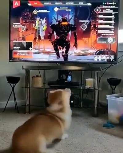 Dog gets scared [Found on twitter]